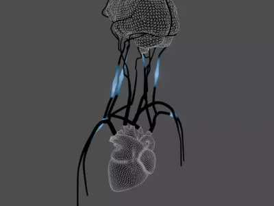Cerebral Blood Flow Animation Low-poly 3D model