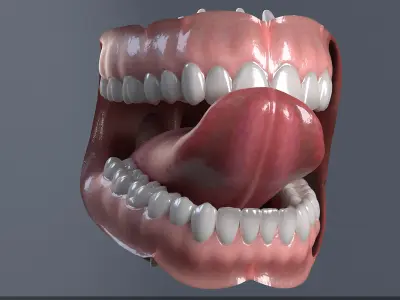  Human Mouth 