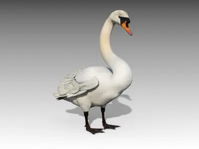  Mute Swan 