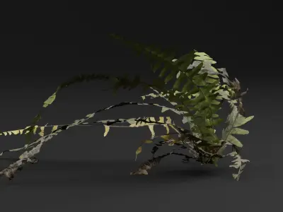 Bracken Fern Plant 3D model