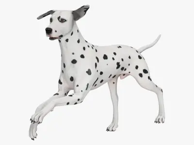 Dalmatian Dog Rigged for Maya 3D model