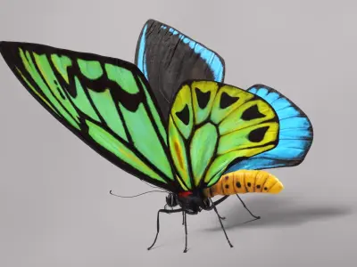 Butterfly Collection 3D model