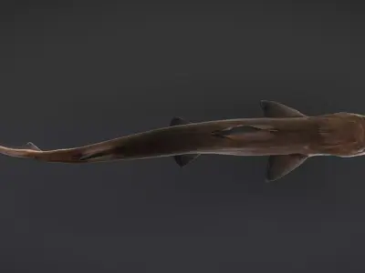 Spotless Smooth-hound - Houndshark -Dogfish Animated 3D model
