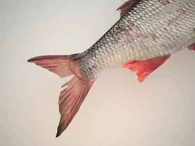 Raw fresh fish 3D model