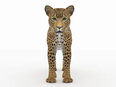 Jaguar4 leopard 3D model