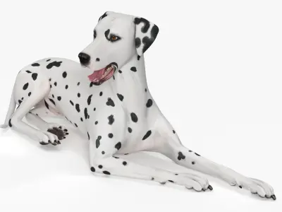 Lying Dalmatian Dog 3D model