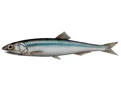 Fish Anchovy 3D model
