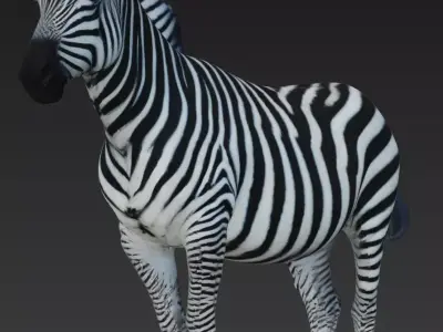 Zebra 3D model buy