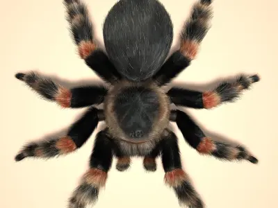 Tarantula (Mexican Redknee) (FUR) 3D model