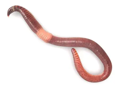 Earthworm 3D model buy