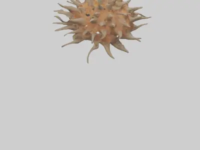 Sea Urchin clinging model 3D model