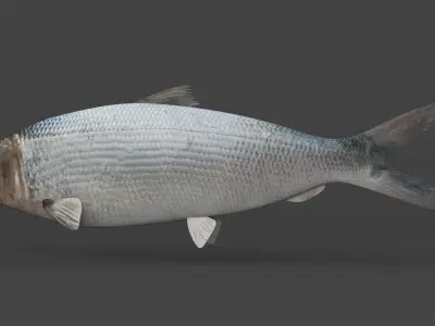 Milkfish fish 3D model