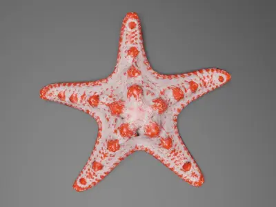 Starfish Low-poly 3D model