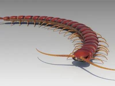 Centipede Low-poly 3D model order
