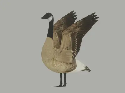 Goose 3D model purchase