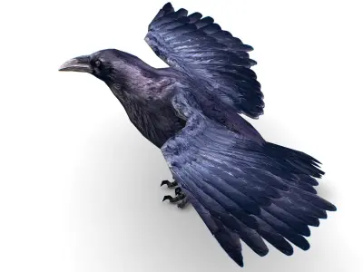 Low Poly Black Raven Wild Bird Crow Low-poly 3D model purchase