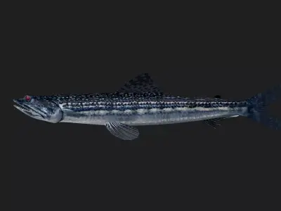 Tripodfish Low-poly 3D model
