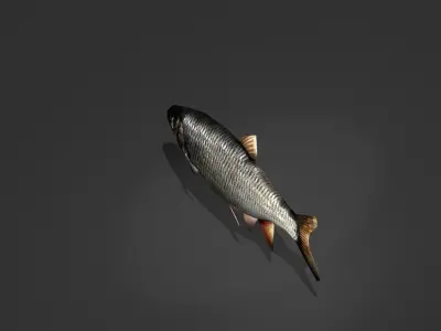 Whitefish fish Low-poly 3D model