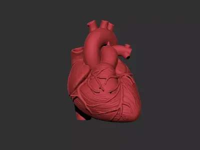 heart human anatomy organ 3D print model