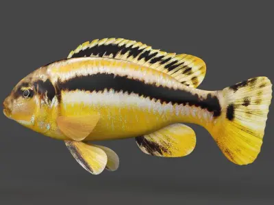 Auratus Fish 3D model purchase