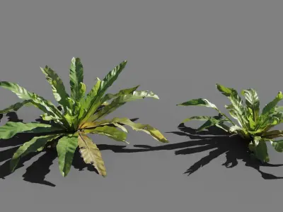 Birds Nest Fern Asplenium Nidus VFX Grace Low-poly 3D model