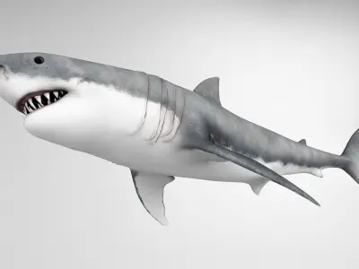 Great White Shark 3D model purchase