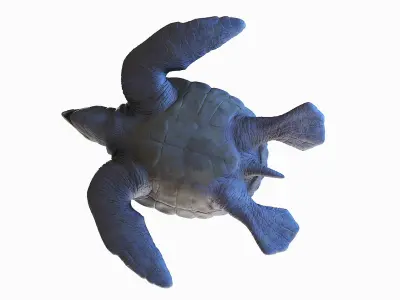 Archelon Static 3D model