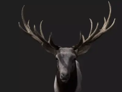 Deer Animated and Rigged  Low-poly 3D model