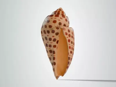 Junonia Shell Free low-poly 3D model
