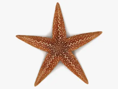 Starfish Marine Creature Model 3D model