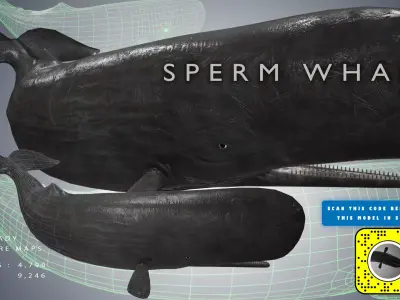 Sperm Whale Low-poly 3D model