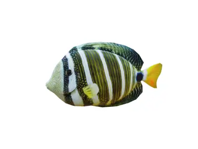 Low-Poly Striped tropical Animated  Low-poly 3D model