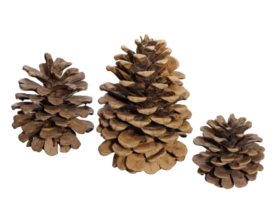  Pine Cones Model  purchase
