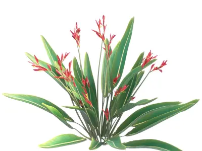 Bird of paradise flower plants 3D model