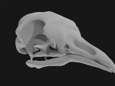 Pigeon skull 3D model
