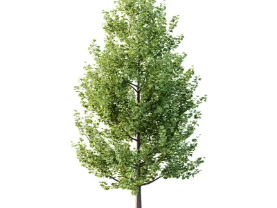 Maidenhair Ginkgo Biloba Tree 02 3D model