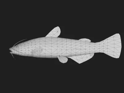Catfish Low-poly 3D model 13
