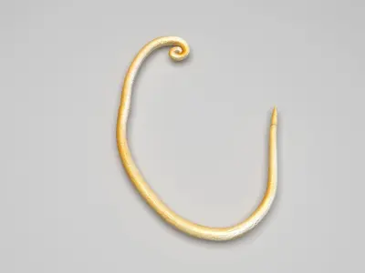 Whipworm 3D model