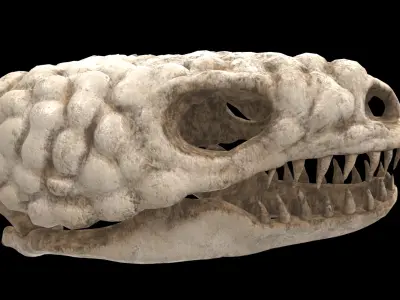 gila monster skull 3D model