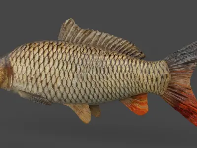 Carp Fish 3D model get