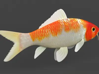 Fish Koi 3D model