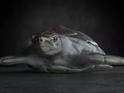 Loggerhead Sea Turtle Free 3D model
