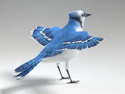  Blue Jay Animated 