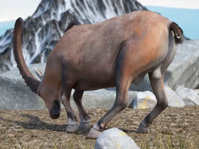 Alpine Ibex with Large Horns 3D model