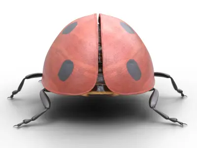 Ladybug Coccinella Low-poly 3D model
