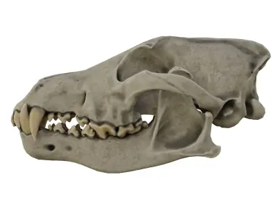 Dog Skull 3D model