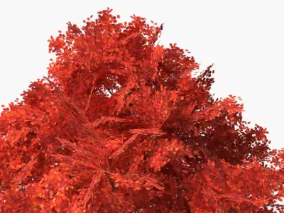  Lowpoly Red Oak Forest Tree 