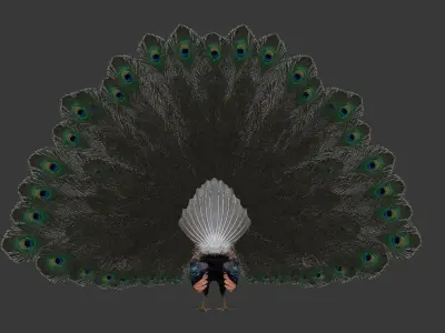 peacock Low-poly 3D model purchase