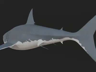 Great White Shark 3D model shop
