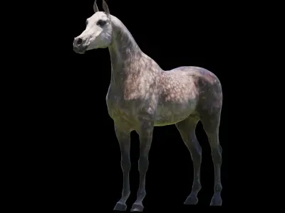Horse 3 colors Arabian 3D model